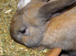 Our pet rabbits -  41 of 47