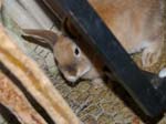Our pet rabbits -  43 of 47