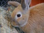 Our pet rabbits -  45 of 47