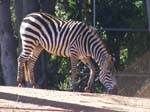 South Perth Zoo, Western Australia -  8 of 84
