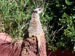 South Perth Zoo, Western Australia -  13 of 84