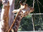 South Perth Zoo, Western Australia -  16 of 84