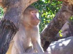 South Perth Zoo, Western Australia