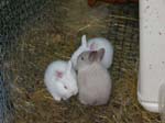 Some photos of the new rabbit kittens as they wander out and explore the world. We see their older brothers and sisters eating on a rabbit feast, and some pictures of Cream, the dwarf lop rabbit.