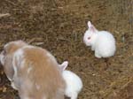 Rabbits and Kittens -  8 of 52