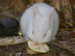 Some photos of the new rabbit kittens as they wander out and explore the world. We see their older brothers and sisters eating on a rabbit feast, and some pictures of Cream, the dwarf lop rabbit.