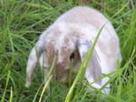 Eulogy for Cream, the Dwarf Lop Rabbit -  1 of 118