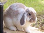 Eulogy for Cream, the Dwarf Lop Rabbit -  2 of 118