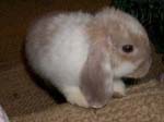 Eulogy for Cream, the Dwarf Lop Rabbit -  3 of 118