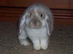 Eulogy for Cream, the Dwarf Lop Rabbit -  4 of 118