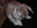 Eulogy for Cream, the Dwarf Lop Rabbit -  6 of 118