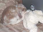 Eulogy for Cream, the Dwarf Lop Rabbit -  7 of 118