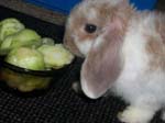 Eulogy for Cream, the Dwarf Lop Rabbit -  10 of 118