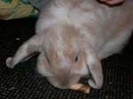 Eulogy for Cream, the Dwarf Lop Rabbit