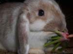 Eulogy for Cream, the Dwarf Lop Rabbit -  14 of 118