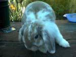 Eulogy for Cream, the Dwarf Lop Rabbit -  15 of 118