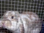 Eulogy for Cream, the Dwarf Lop Rabbit -  18 of 118