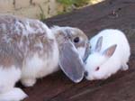 Eulogy for Cream, the Dwarf Lop Rabbit -  19 of 118