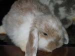 Eulogy for Cream, the Dwarf Lop Rabbit -  20 of 118