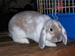Eulogy for Cream, the Dwarf Lop Rabbit -  22 of 118