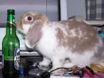 Eulogy for Cream, the Dwarf Lop Rabbit -  23 of 118