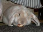 Eulogy for Cream, the Dwarf Lop Rabbit -  24 of 118