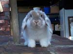 Eulogy for Cream, the Dwarf Lop Rabbit -  27 of 118
