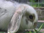Eulogy for Cream, the Dwarf Lop Rabbit -  29 of 118