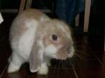 Eulogy for Cream, the Dwarf Lop Rabbit -  30 of 118