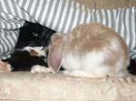 Eulogy for Cream, the Dwarf Lop Rabbit -  32 of 118
