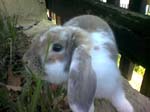 Eulogy for Cream, the Dwarf Lop Rabbit -  35 of 118
