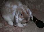 Eulogy for Cream, the Dwarf Lop Rabbit -  37 of 118