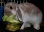 Eulogy for Cream, the Dwarf Lop Rabbit -  38 of 118