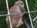 Eulogy for Cream, the Dwarf Lop Rabbit -  41 of 118