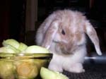 Eulogy for Cream, the Dwarf Lop Rabbit -  44 of 118