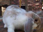 Eulogy for Cream, the Dwarf Lop Rabbit -  45 of 118