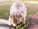 Eulogy for Cream, the Dwarf Lop Rabbit -  46 of 118