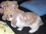 Eulogy for Cream, the Dwarf Lop Rabbit -  47 of 118