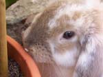 Eulogy for Cream, the Dwarf Lop Rabbit -  50 of 118