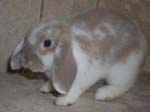 Eulogy for Cream, the Dwarf Lop Rabbit -  51 of 118