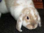 Eulogy for Cream, the Dwarf Lop Rabbit -  52 of 118