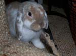 Eulogy for Cream, the Dwarf Lop Rabbit -  53 of 118