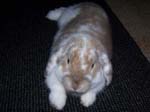 Eulogy for Cream, the Dwarf Lop Rabbit -  54 of 118