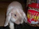 Eulogy for Cream, the Dwarf Lop Rabbit -  55 of 118
