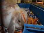 Eulogy for Cream, the Dwarf Lop Rabbit -  56 of 118