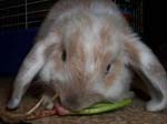 Eulogy for Cream, the Dwarf Lop Rabbit -  59 of 118