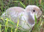 Eulogy for Cream, the Dwarf Lop Rabbit -  63 of 118