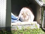 Eulogy for Cream, the Dwarf Lop Rabbit -  64 of 118
