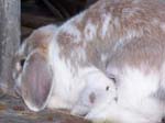Eulogy for Cream, the Dwarf Lop Rabbit -  65 of 118