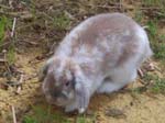 Eulogy for Cream, the Dwarf Lop Rabbit -  66 of 118